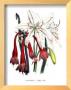 Crinum Arenarium by Jane W. Loudon Limited Edition Print