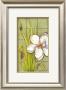 Sugar Magnolia (P) I by Jennifer Goldberger Limited Edition Print