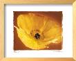 Poppy I by Amy Melious Limited Edition Pricing Art Print