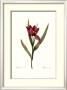 Tulipa Oculis-Solis by Pierre-Joseph Redouté Limited Edition Pricing Art Print
