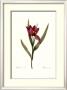 Tulipa Oculis-Solis by Pierre-Joseph Redoute Limited Edition Print