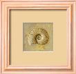 Seashell Collection Iii by Fabrice De Villeneuve Limited Edition Pricing Art Print
