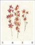 Orchids by Jenny Tsang Limited Edition Print