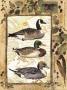 Three Ducks by Anita Phillips Limited Edition Print