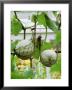 Large Round Green Melons Growing In Supporting Net Bags, In Late Summer by Mark Bolton Limited Edition Print