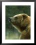 Grizzly Bear, Ursus Horribilis, Yelllowstone National Park, Usa by Mark Hamblin Limited Edition Print