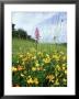 Common Birds-Foot Trefoil, Flowers, Uk by Ian West Limited Edition Print