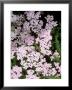 Achillea Apple Blossom (Yarrow) by Mark Bolton Limited Edition Print