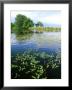 Amphibious Bistort In Pond, Bavaria by Berndt Fischer Limited Edition Pricing Art Print