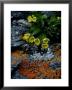 Yellow Arctic Whitlow-Grass, Svalbard, Arctic by Patricio Robles Gil Limited Edition Print