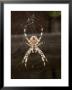 Garden Spider On Web From Below, Middlesex, Uk by O'toole Peter Limited Edition Print