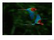 A Mated Pair Of Red-And-Green Macaws Soar Above The Forest by Joel Sartore Limited Edition Print