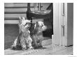 Australian Silky Terriers Are Rare In The United States by Willard Culver Limited Edition Print