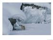 Coyote Standing On The Ice Of Yellowstone Lake by Norbert Rosing Limited Edition Print