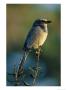 Florida Scrub Jay (Aphelocama Coerulescens Coerulescens), Banded For Identification by Joel Sartore Limited Edition Print