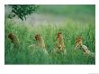 Four Buff Orpington Hens In Tall Grass by Joel Sartore Limited Edition Print