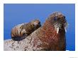 An Atlantic Walrus Pup Rests On Its Mother by Paul Nicklen Limited Edition Print