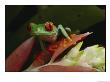 Red-Eyed Tree Frog In Costa Rica by Michael Nichols Limited Edition Print