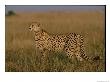 African Cheetah Standing In The Grass by Michael Nichols Limited Edition Print