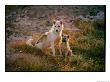 Husky With Young by George F. Mobley Limited Edition Print