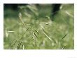 A Close View Of A Seeding Barley Grass Stalk by Jason Edwards Limited Edition Print