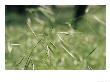 A Close View Of A Seeding Barley Grass Stalk by Jason Edwards Limited Edition Pricing Art Print