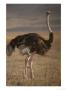 Portrait Of An Ostrich In Tanzania by Peter Carsten Limited Edition Print