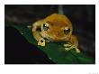 Golden Colored Frog Sitting On A Leaf by Tim Laman Limited Edition Print