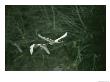 Pair Of Trumpeter Swans In Flight by Klaus Nigge Limited Edition Print