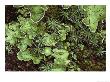 A Close View Of Freckle-Pelt Lichens And Star-Shaped Mosses by Stephen Sharnoff Limited Edition Print