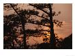 Silhouetted Pitch Pine Needles At Sunset by Raymond Gehman Limited Edition Print