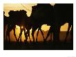 Caravan Of Camels Walking Against Backdrop Of Sahara Sunset by Peter Carsten Limited Edition Print