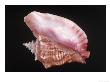 Conch Shell by Bill Keefrey Limited Edition Pricing Art Print