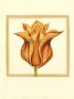 Sunset Tulip Ii by Jennifer Goldberger Limited Edition Pricing Art Print