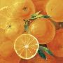 Oranges by Inna Panasenko Limited Edition Print
