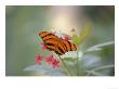 Close-Up Of Butterfly, St. Croix, Vi by Ed Lallo Limited Edition Print