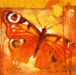 Brave Lysander by Joadoor Limited Edition Print