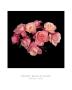 Roses, C.1988 by Robert Mapplethorpe Limited Edition Print
