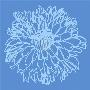 Chrysanthemum Bloom Ii by Alice Buckingham Limited Edition Print