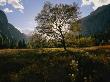 View Of A Meadow In Yosemite National Park by Melissa Farlow Limited Edition Pricing Art Print
