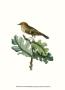 Golden Crowned Wren by George Shaw Limited Edition Print