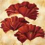 Three Poppies Ii by Nicola Rabbett Limited Edition Pricing Art Print
