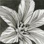 Black And White Flower by Marie Perpinan Limited Edition Pricing Art Print