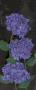 Hydrangeas, 2005 by Amiryani Limited Edition Print