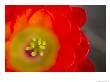 Close View Of A Claret Cup Cactus Flower by Raul Touzon Limited Edition Print