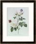 Rosa Bengale The Hymenes by Pierre-Joseph Redoutã© Limited Edition Print