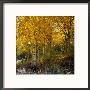 Golden Aspen Trees Near Silver Lake, Sierra Nevada Mountains, Silver Lake, Usa by Wes Walker Limited Edition Pricing Art Print