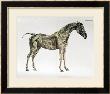 Third Anatomical Table, From The Anatomy Of The Horse by George Stubbs Limited Edition Print