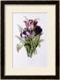 Red Tulips by Pierre-Joseph Redoute Limited Edition Print