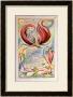 Songs Of Innocence, Infant Joy, 1789 by William Blake Limited Edition Print